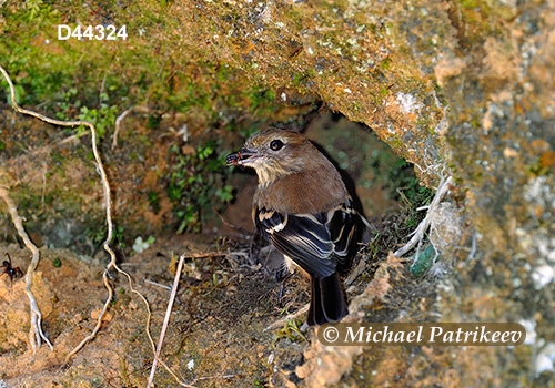 Blue-billed Black Tyrant (Knipolegus cyanirostris)